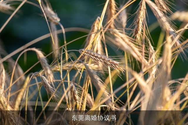 东莞离婚协议书