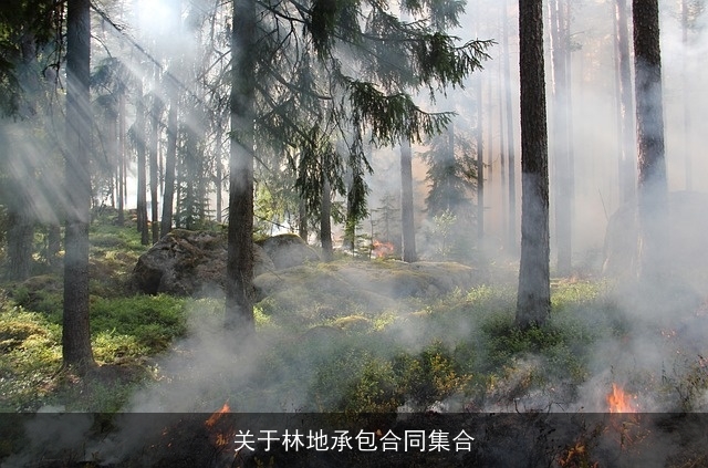 关于林地承包合同集合