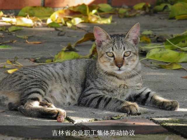 吉林省企业职工集体劳动协议