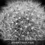 农作物种子预约生产合同