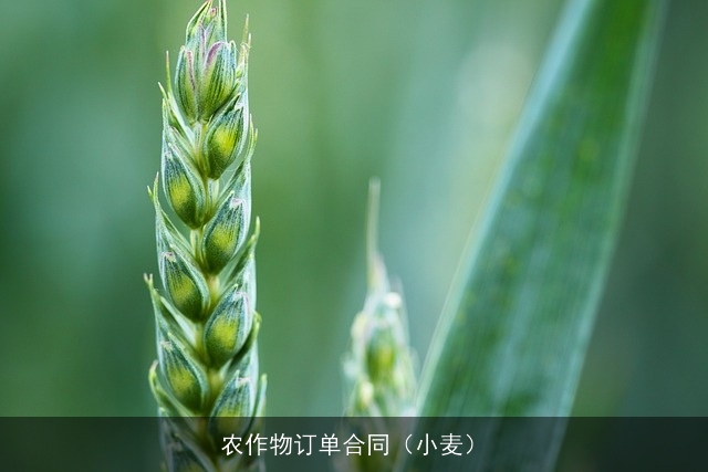 农作物订单合同（小麦）