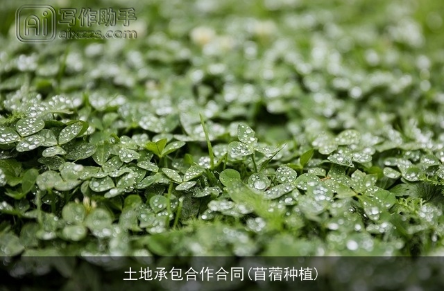 土地承包合作合同(苜蓿种植)