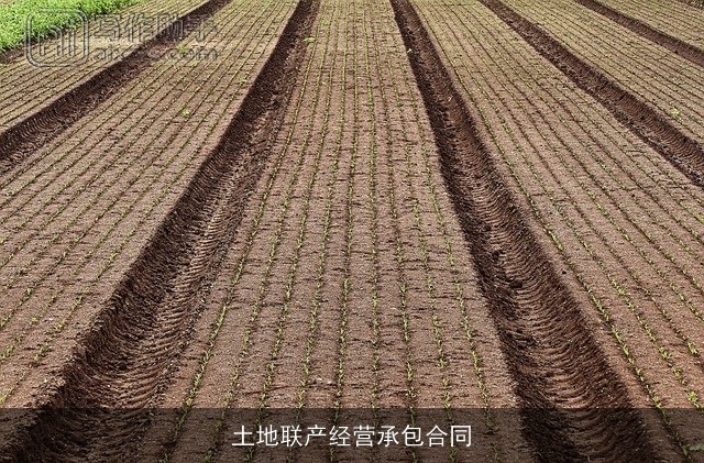 土地联产经营承包合同