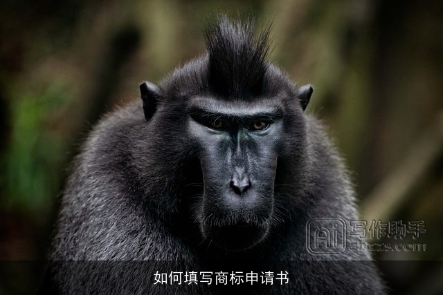 如何填写商标申请书