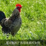 影片贴片广告招商委托合同