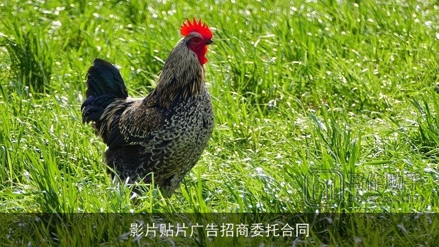 影片贴片广告招商委托合同