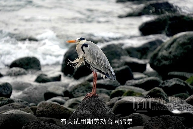 有关试用期劳动合同锦集