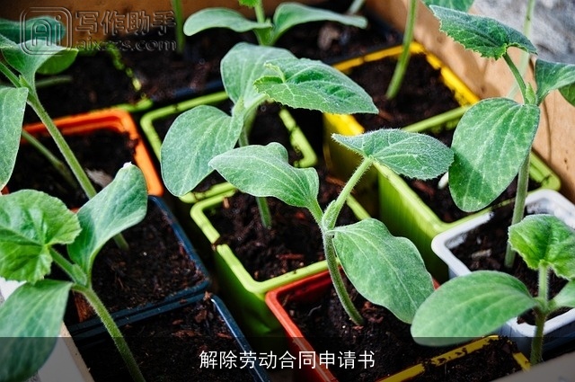 解除劳动合同申请书