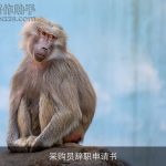 采购员辞职申请书