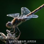 飞虫综合治理合同_合同范本