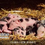 12头猪的小故事_职场励志