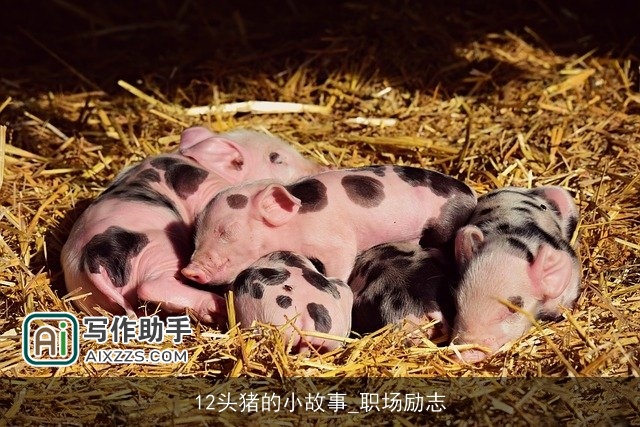 12头猪的小故事_职场励志
