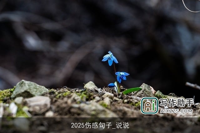 2025伤感句子_说说