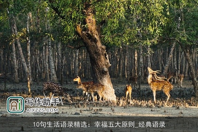 10句生活语录精选：幸福五大原则_经典语录