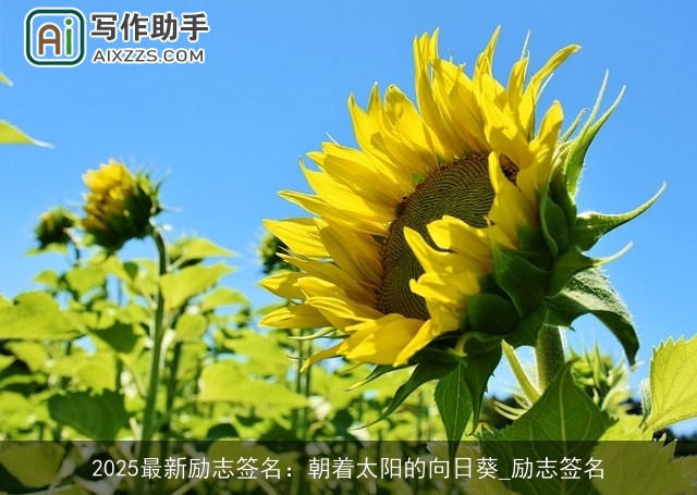 2025最新励志签名：朝着太阳的向日葵_励志签名