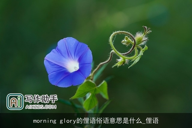 morning glory的俚语俗语意思是什么_俚语