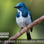 qq说说心情短语减肥_关于减肥的qq说说心情短语_说说