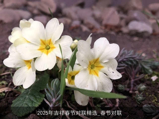 2025年吉祥春节对联精选_春节对联