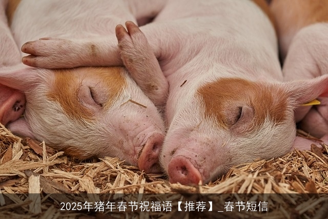 2025年猪年春节祝福语【推荐】_春节短信