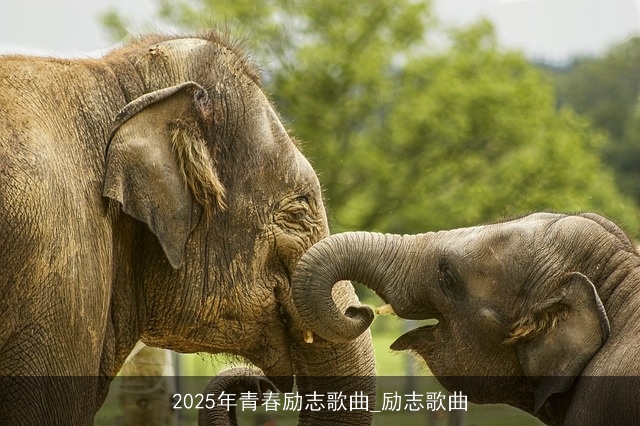 2025年青春励志歌曲_励志歌曲