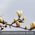 2025年骏马归山野灵羊爱草原_春节对联