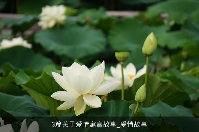 3篇关于爱情寓言故事_爱情故事