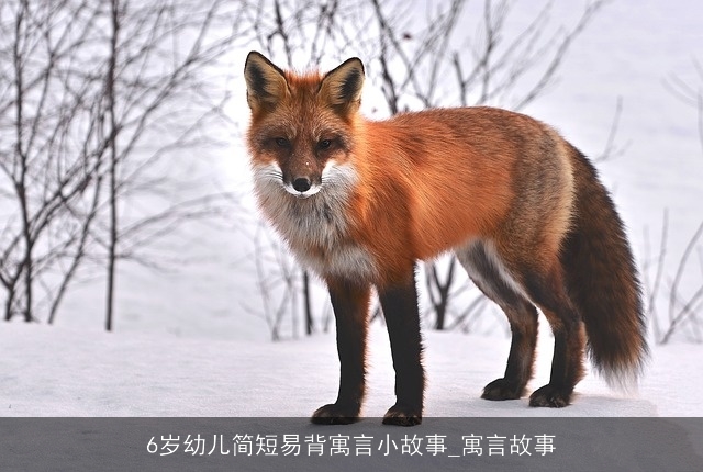 6岁幼儿简短易背寓言小故事_寓言故事