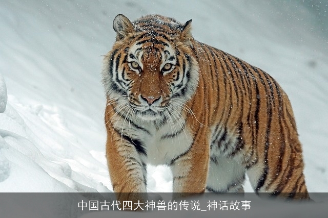 中国古代四大神兽的传说_神话故事