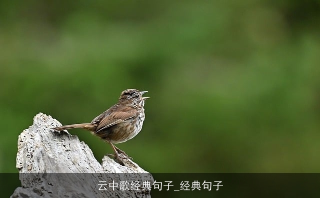 云中歌经典句子_经典句子