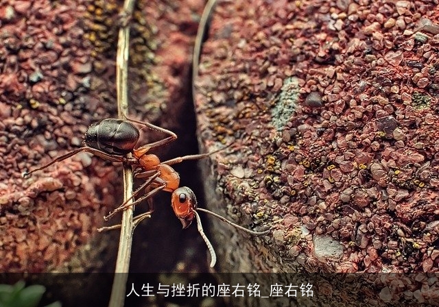 人生与挫折的座右铭_座右铭