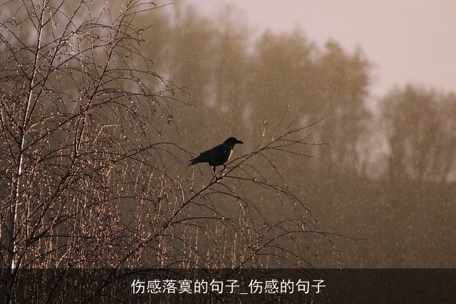 伤感落寞的句子_伤感的句子