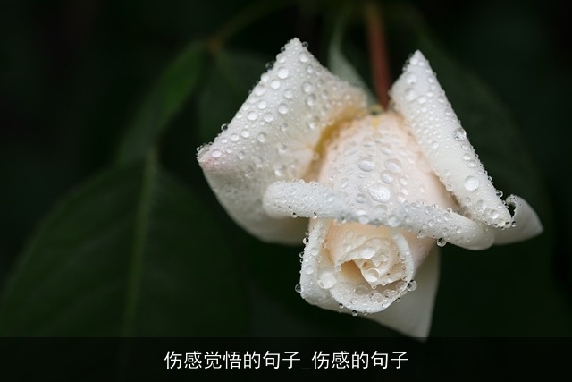 伤感觉悟的句子_伤感的句子