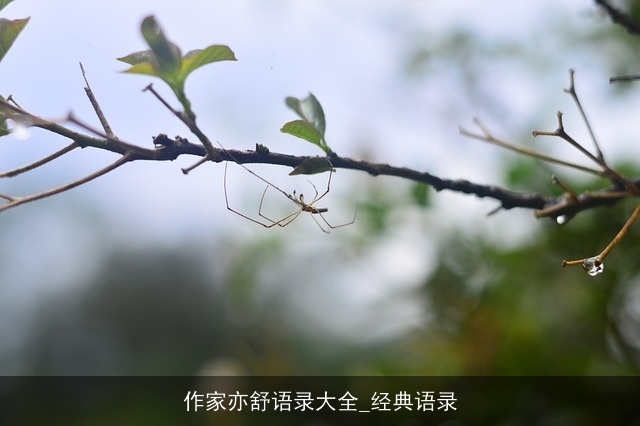 作家亦舒语录大全_经典语录