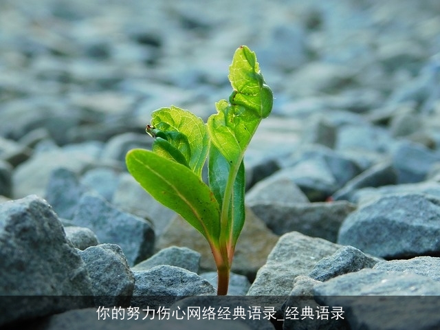 你的努力伤心网络经典语录_经典语录