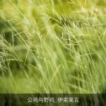 公鸡与野鸡_伊索寓言