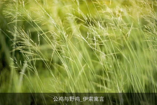 公鸡与野鸡_伊索寓言