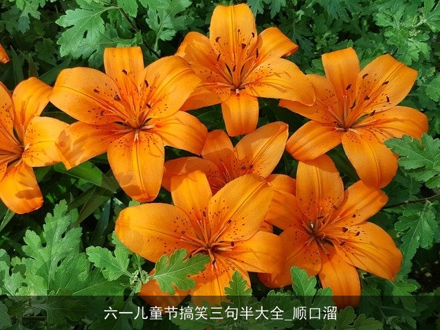 六一儿童节搞笑三句半大全_顺口溜