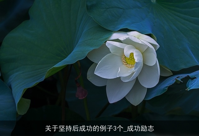 关于坚持后成功的例子3个_成功励志