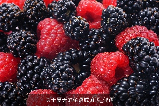 关于夏天的俗语或谚语_俚语