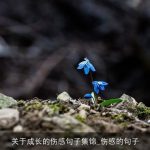 关于成长的伤感句子集锦_伤感的句子