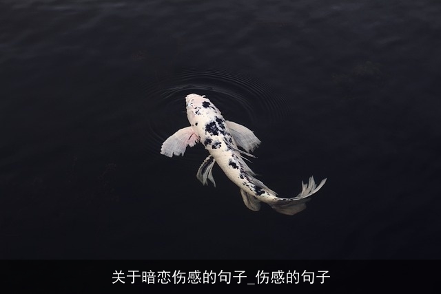 关于暗恋伤感的句子_伤感的句子