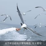 关于机会的名言警句精选_名言警句