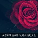 关于玫瑰经典语句_经典语句大全