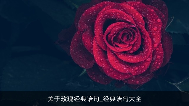 关于玫瑰经典语句_经典语句大全