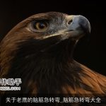 关于老鹰的脑筋急转弯_脑筋急转弯大全