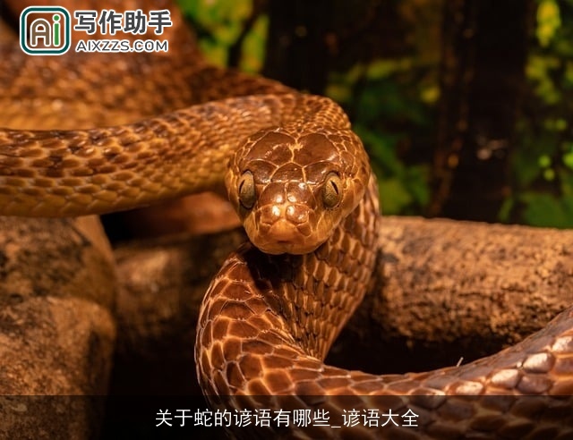 关于蛇的谚语有哪些_谚语大全