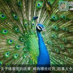 关于诸葛亮的故事_都有哪些经历_故事大全