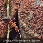 关于通过努力获得成功的例子_励志故事