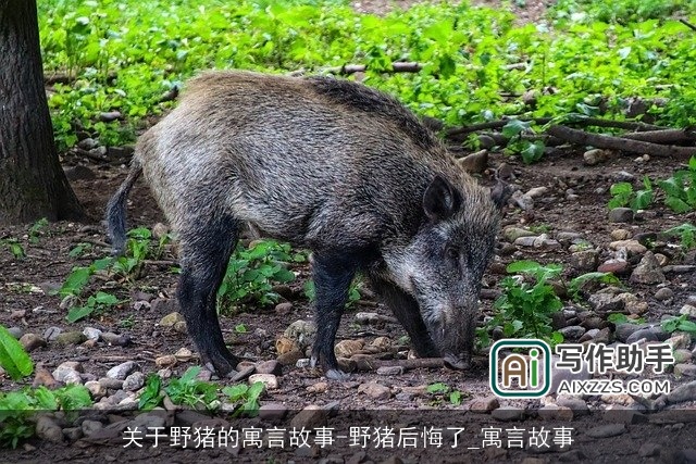 关于野猪的寓言故事-野猪后悔了_寓言故事
