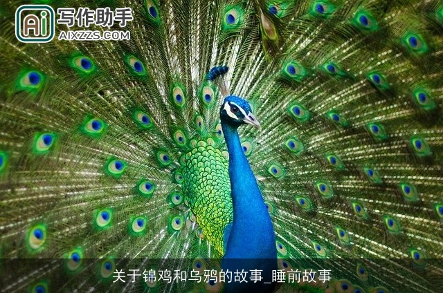 关于锦鸡和乌鸦的故事_睡前故事